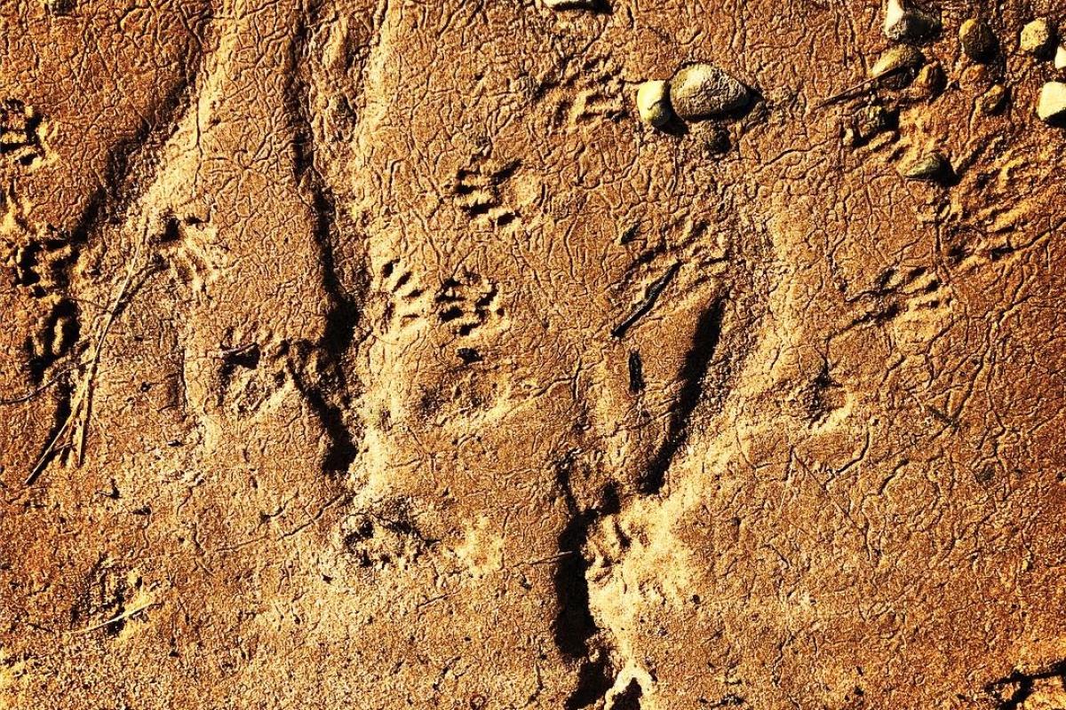 Critter prints on the beach at Tisbury Great pond by Tom Shropshire